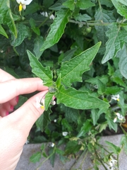 Solanum furcatum