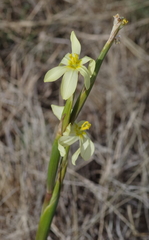 Moraea pallida