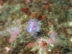 Flabellina affinis