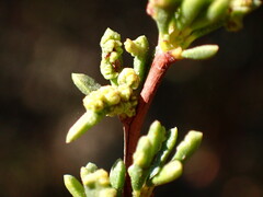 Eriophyes adenostomae
