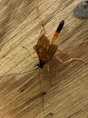 Opheltes glaucopterus