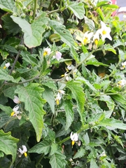 Solanum furcatum