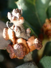 Disholcaspis prehensa