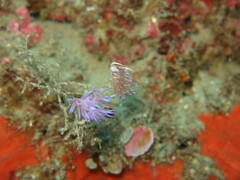 Flabellina affinis
