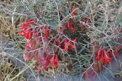 Lessertia frutescens