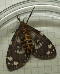 Lymantria marginata