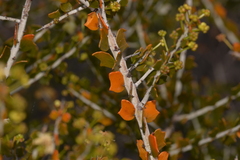 Acacia bidentata