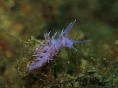 Flabellina affinis