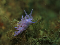 Flabellina affinis