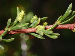 Eriophyes adenostomae