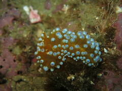 Antiopella cristata