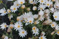 Dimorphotheca cuneata