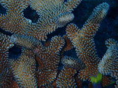 Pocillopora grandis