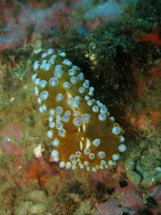 Antiopella cristata