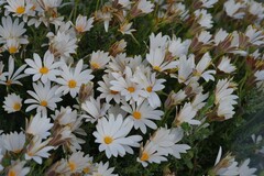 Dimorphotheca cuneata