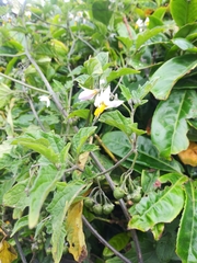 Solanum furcatum