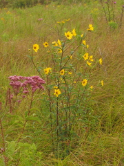 Helianthus giganteus