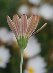 Dimorphotheca cuneata
