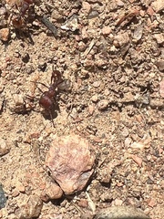 Pogonomyrmex huachucanus