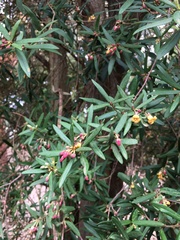 Pittosporum bicolor