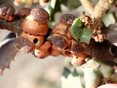 Disholcaspis prehensa