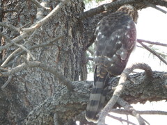 Accipiter cooperii
