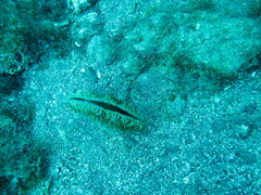 Pinna nobilis
