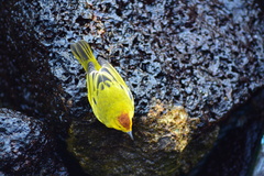 Setophaga petechia aureola