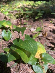 Maianthemum dilatatum