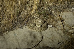 Crotalus viridis