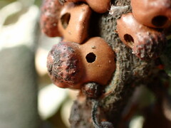 Disholcaspis prehensa