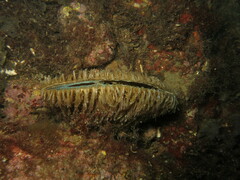 Pinna nobilis