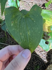 Maianthemum dilatatum