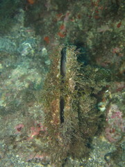 Pinna nobilis