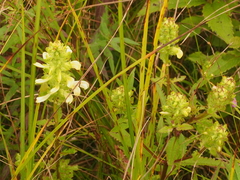 Pedicularis lanceolata