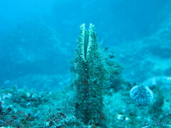 Pinna nobilis