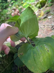 Maianthemum dilatatum