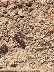 Pogonomyrmex huachucanus