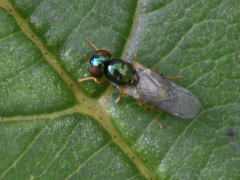 Microchrysa