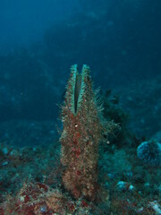 Pinna nobilis