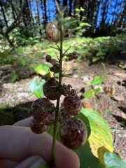 Maianthemum dilatatum