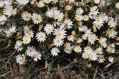 Dimorphotheca cuneata