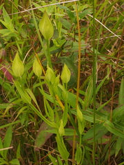 Gentianopsis virgata