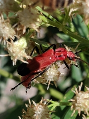 Chauliognathus lecontei