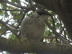 Mimus parvulus parvulus