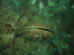Pinna nobilis