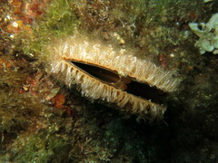 Pinna nobilis