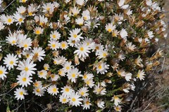 Dimorphotheca cuneata