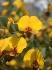 Bossiaea rhombifolia