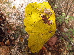 Candelariaceae